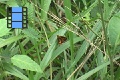 Scene 09_8_Skipper on leaf